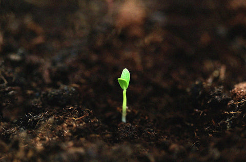 The Garden That Almost Didn’t Grow